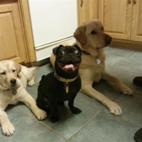 15 Dog Pictures So Funny We Dare You Not To Laugh