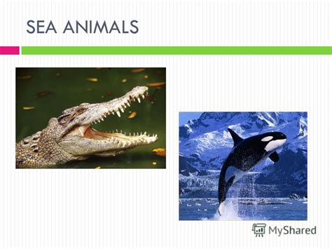 Презентация на тему My Favourite Animals Name Form 4 Teacher