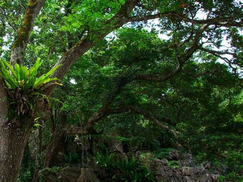 Ryukyu Life Plant Photos The Bird Nest Ferns Of Okinawa Japan