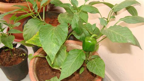 How To Grow Bell Peppers In A Container Vegetable Garden The Plant Guide