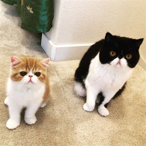 Cute Exotic Shorthair Cats Howlifestyles