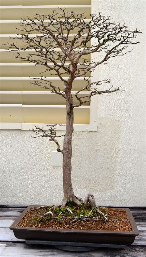 A Visit With A 389 Year Old Bonsai Tree