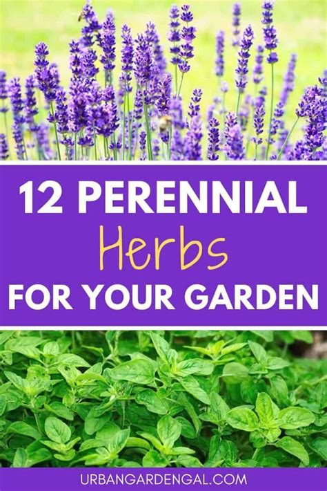 Perennial Herbs Are Ideal Herb Garden Plants Because They Come Back