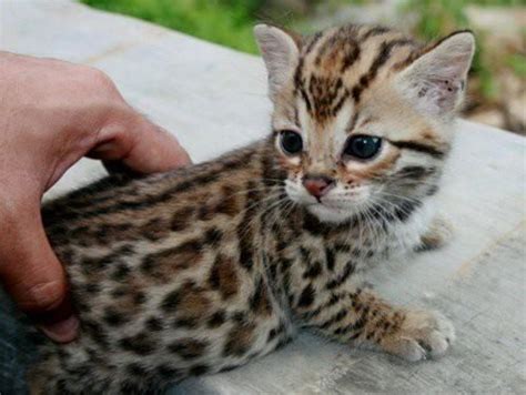 Leopards Spots Cat Want Animals Pinterest Bengal Kitten Baby