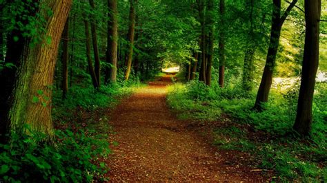 Forest Path Nature