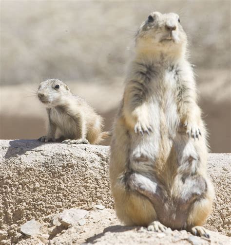 Are There Prairie Dogs In Arizona