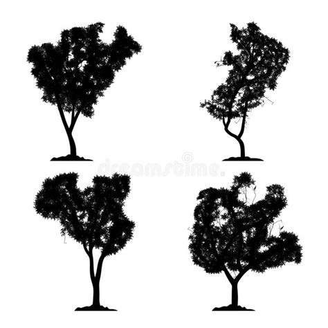 Silhouette Tree Vector Set And Isolated Black Forest Collection On