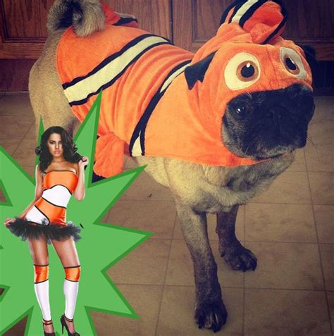 15 Pugs That Are Redefining The Sexy Costume This Halloween