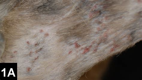 This material may not be published, broadcast, rewritten or redistributed. Skin Disease in Cats: It Isn't Always What It Seems ...