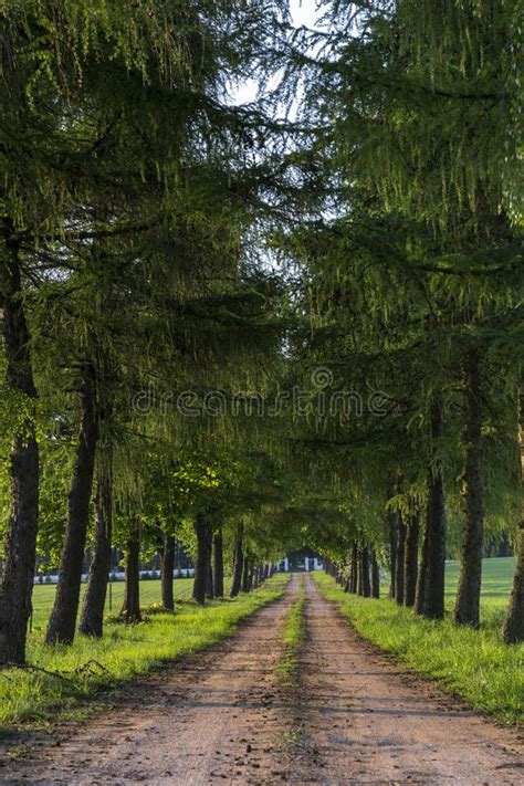 Country Road Running Through Tree Alley Stock Image Image Of Green