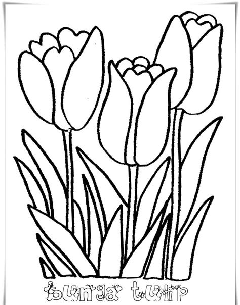 Kumpulan Sketsa Gambar Bunga Tulip Harian Nusantara