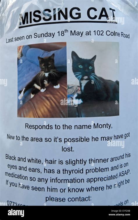 Missing Cat Notice Twickenham Middlesex England Stock Photo Alamy