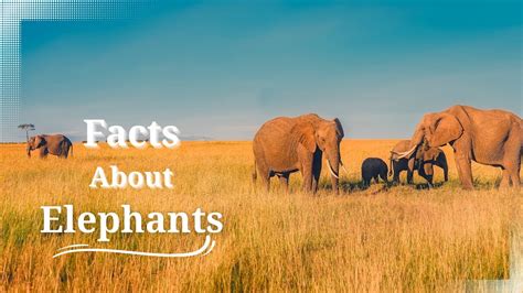 Elephant Facts 25 Interesting Facts About Elephants Youtube