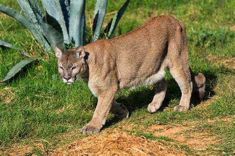 Cougar On The Prowl Stock Photo Image Of Captive Wildlife 8864276