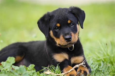 Feel free to leave a comment! What is the Best Age to Adopt a Dog? - Miss Molly Says