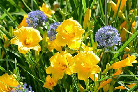 17 Vibrant Perennial Flowers That Bloom All Summer Flowers Perennials