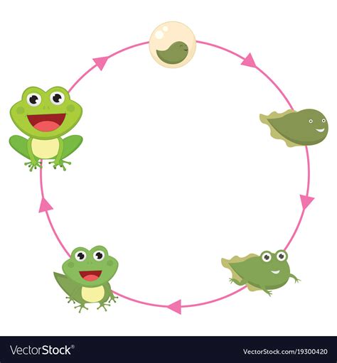 The Life Cycle Of Frog Royalty Free Vector Image
