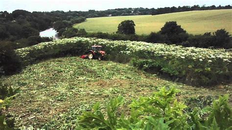 Giant Hogweed Removal Youtube