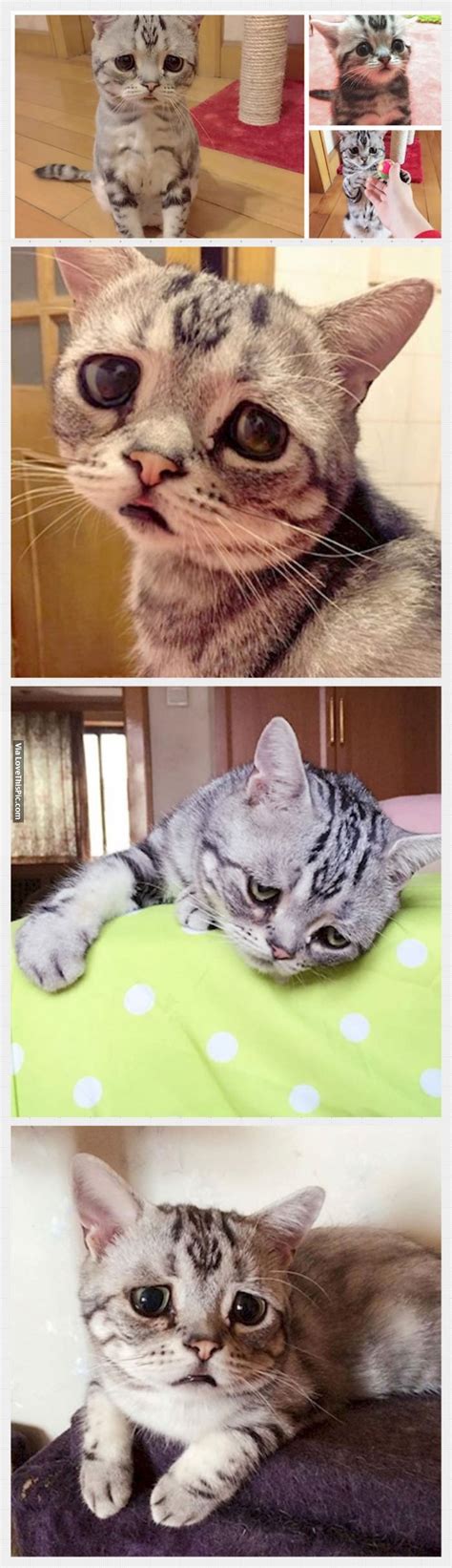 Meet Luhu The Saddest Cat In The World Pictures Photos And Images