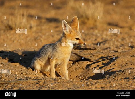 Cape Fox Vulpes Chama In Natural Habitat Kalahari Desert South