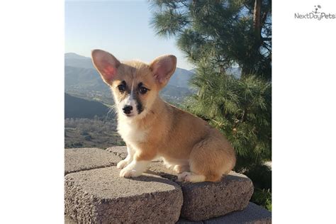 Puppies for adoption in san diego. Corgi puppy for sale near San Diego, California. | 8806f27e-a131