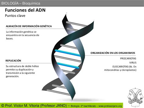 Funcionamiento Del Adn — Wikisabio