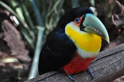 Toucan Bird Colorful Beak Wallpaper Hd Wallpapers