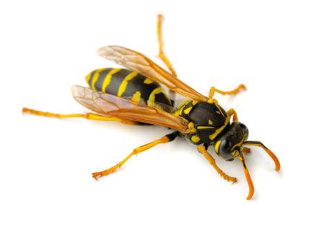 Order our last copies of your favourite art photographs. Wasps - eWasp