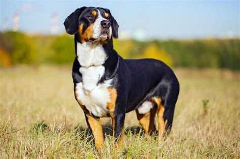 Entlebucher Mountain Dog Breed Information And Characteristics Daily Paws