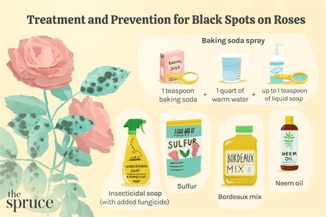 How To Treat And Prevent Black Spot On Roses