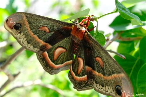 Cecropia Moth Female Giant Silk Moth Copyright Kim Smith 14 Of 22