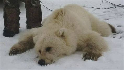 Grolar Or Pizzly Experts Say Rare Grizzly Polar Bear Hybrid Shot In