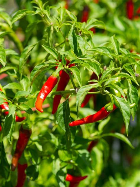 Care Of Cayenne Peppers How To Grow Cayenne Pepper Plants Gardening Know How