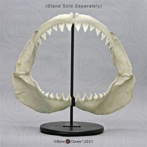 Great White Shark Jaw Bone Clones Inc Osteological Reproductions
