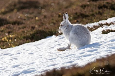 Mountain Hare Mountain Hares Photographed In The Scottish Flickr