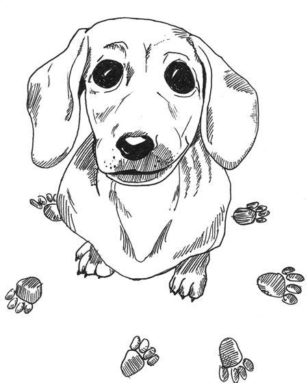 Perfect for friends & family to wish them a happy birthday on their special day. sweet sausage | Dachshund colors, Dog coloring page, Animal coloring pages