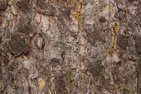 Bark Of A Young Spruce Texture Background Close Up Stock Image Image