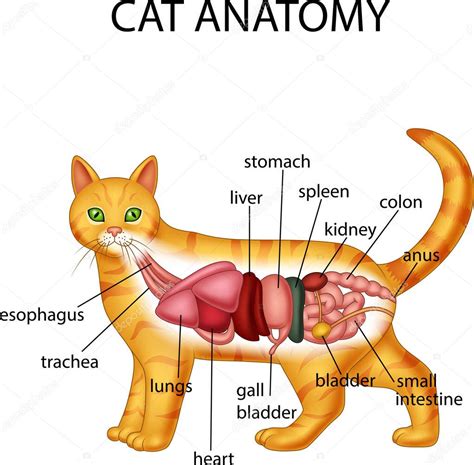 Anatomía Del Gato 2023