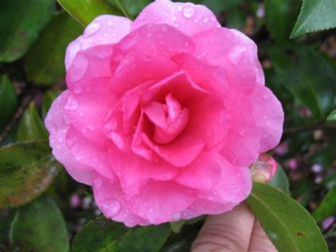 Sasanqua varieties are among the earliest flowering camellias, with first blooms appearing in october Camellia Sasanqua varieties and images