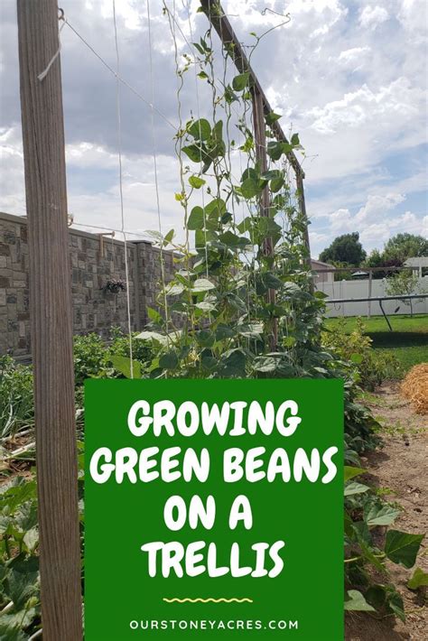 Growing Beans On A Trellis In Your Backyard Garden Our Stoney Acres