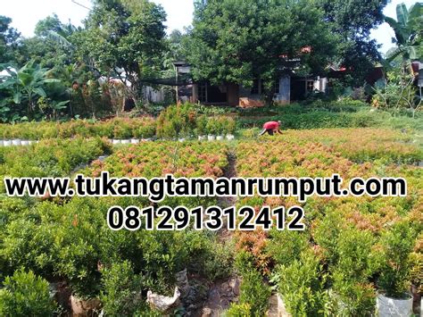 Bunga kemuning cocok untuk di tanam pada bagian halaman depan rumah seperti taman dan teras. Jual pucuk merah tanaman hias untuk pagar hidup - TUKANG TAMAN