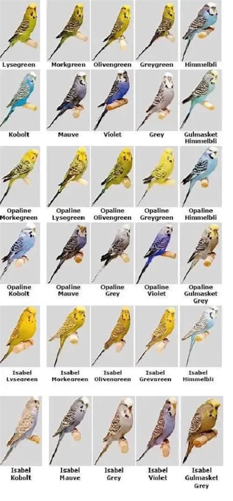 Rarest Parakeet Colors A Visual Guide To Natures Gems