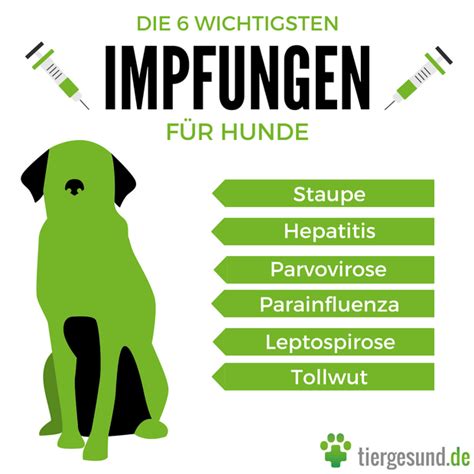 Tetanus, diphterie und keuchhusten gehören zu den krankheiten, gegen die laut empfehlung der impfung. Hund impfen: wann & wie oft? | tiergesund.de