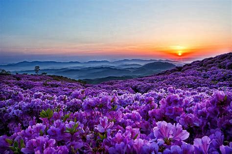 Spring Flowers In The Mountains Wallpaper And Background Image