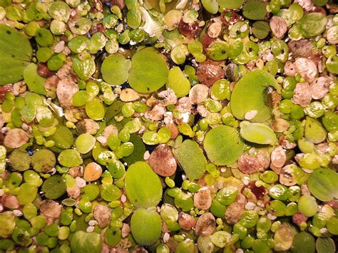 Algae hates it! Cut down on Algae with this one weird trick! : r