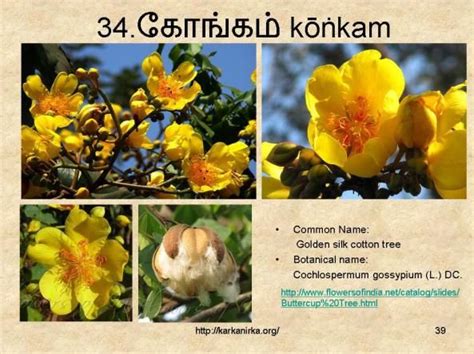 Tamil lexicon identifies this flower as mañcikai. Pin by Ajith Manoharan on சங்க இலக்கிய மலர்கள் (With ...