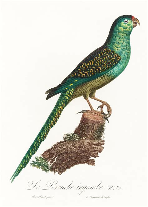 The Ingambe Parakeet From Natural History Of Parrots 1801—1805 By