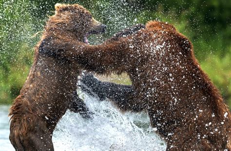 Incredible Pictures Capture Bears Fighting For Their Dinner At Russian Lake