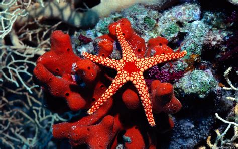 Free Starfish High Quality Background Id29715 For Hd 1920x1200 Pc