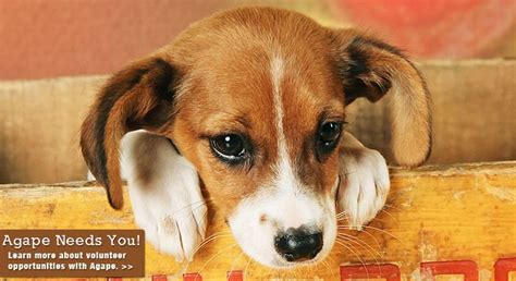 Nashville Based Agape Animal Rescue Foster To Adopt Agape Forever